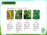 鄂教版科学三下2《茎叶的生长》课件