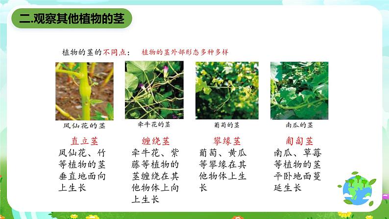 鄂教版科学三下2《茎叶的生长》课件第5页