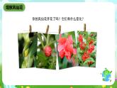 鄂教版科学三下3《开花了》课件