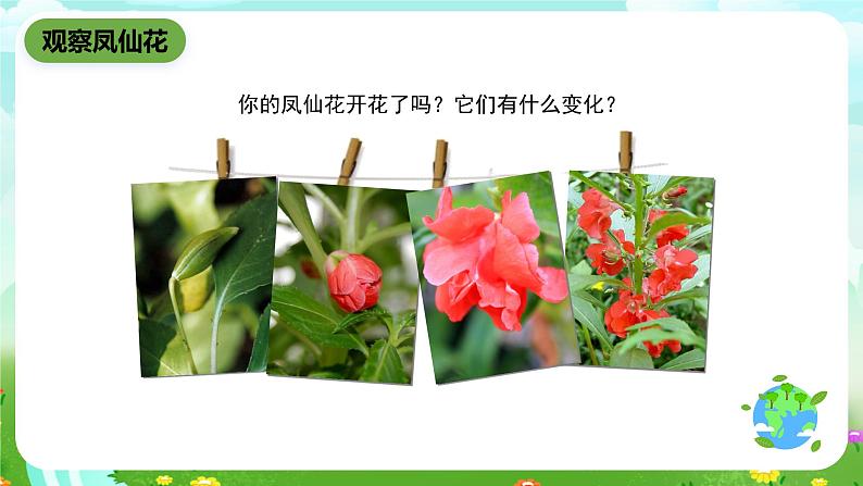 鄂教版科学三下3《开花了》课件第2页