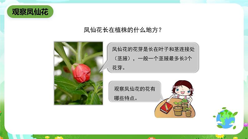 鄂教版科学三下3《开花了》课件第3页