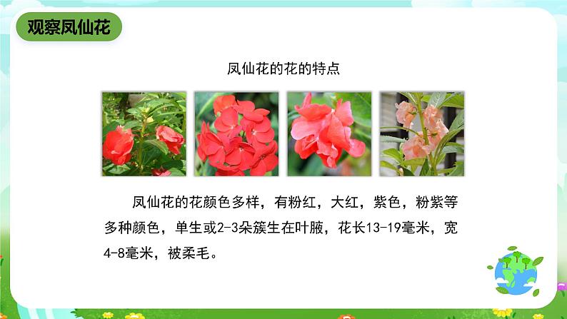 鄂教版科学三下3《开花了》课件第4页