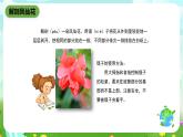 鄂教版科学三下3《开花了》课件