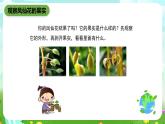 鄂教版科学三下4《结果了》课件