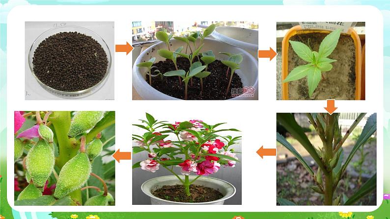 鄂教版科学三下5《凤仙花的一生》课件第3页