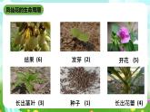 鄂教版科学三下5《凤仙花的一生》课件