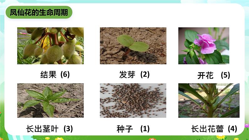 鄂教版科学三下5《凤仙花的一生》课件第5页