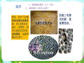 鄂教版科学三下6《蚕宝宝出生了》课件