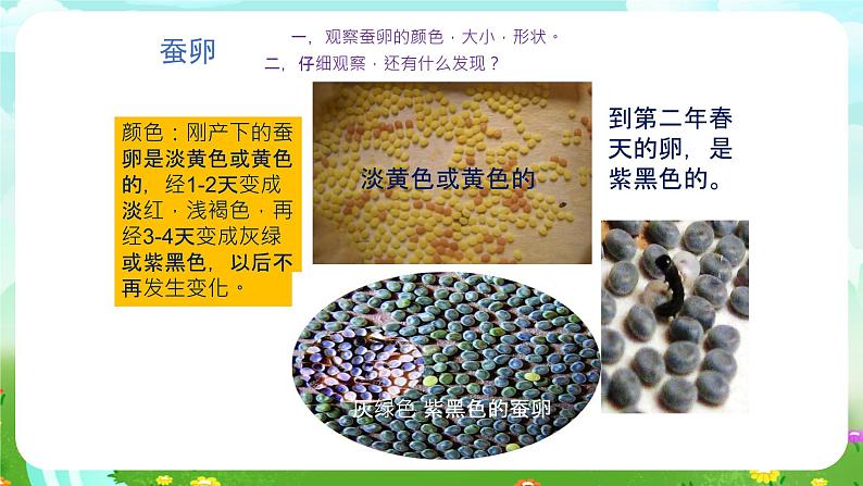 鄂教版科学三下6《蚕宝宝出生了》课件第3页