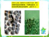 鄂教版科学三下6《蚕宝宝出生了》课件