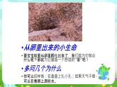 鄂教版科学三下6《蚕宝宝出生了》课件