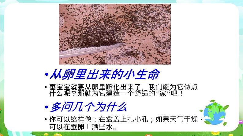 鄂教版科学三下6《蚕宝宝出生了》课件第5页