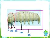 鄂教版科学三下7《可爱的蚕宝宝》课件