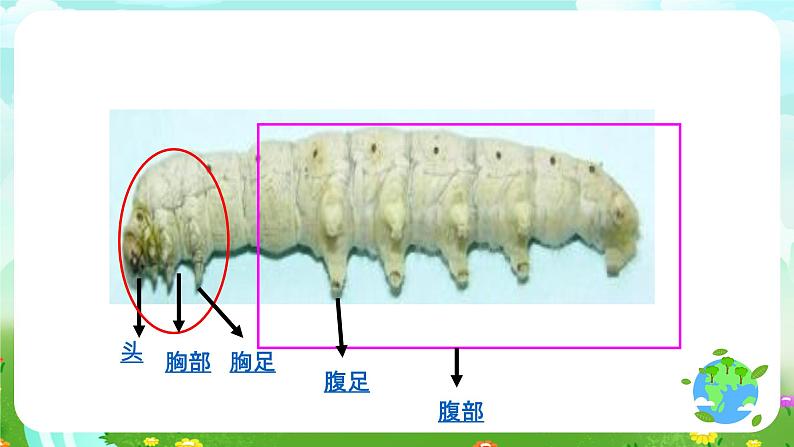 鄂教版科学三下7《可爱的蚕宝宝》课件第4页