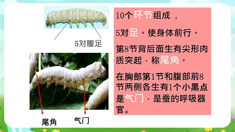 鄂教版科学三下7《可爱的蚕宝宝》课件第7页