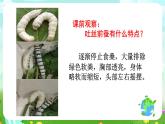 鄂教版科学三下8《蚕变了新模样》课件