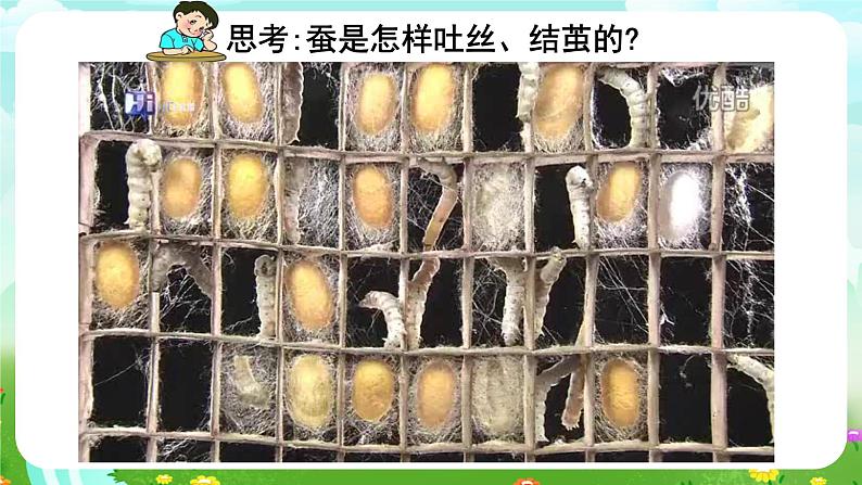 鄂教版科学三下8《蚕变了新模样》课件第4页