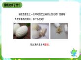 鄂教版科学三下9《蚕蛹变成了什么》课件