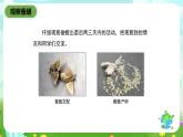 鄂教版科学三下9《蚕蛹变成了什么》课件