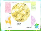 青岛版（五四制）科学五1《细胞》课件