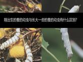 【核心素養(yǎng)】2.3《蠶長大了》課件+教案（教科版科學三下）