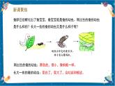 【核心素養(yǎng)】2.3《蠶長大了》課件+教案（教科版科學三下）
