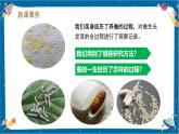 【核心素養(yǎng)】2.6《蠶的一生》課件+教案（教科版科學三下）
