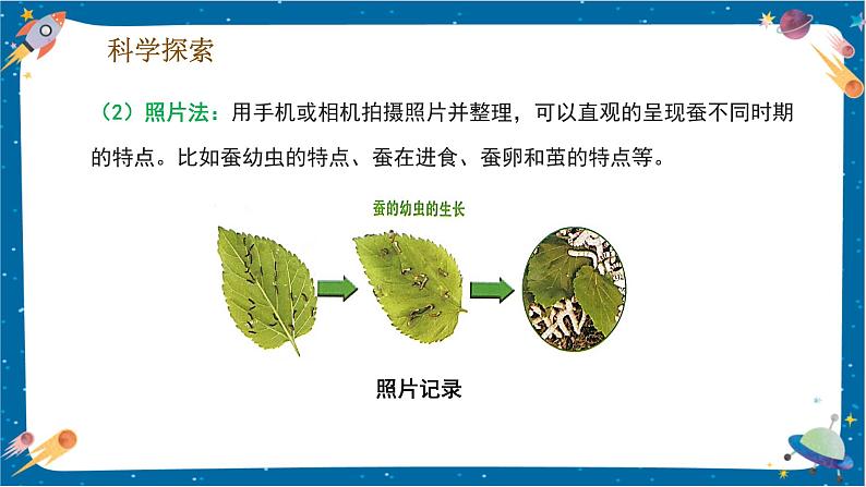 2.6 蚕的一生（课件）第8页