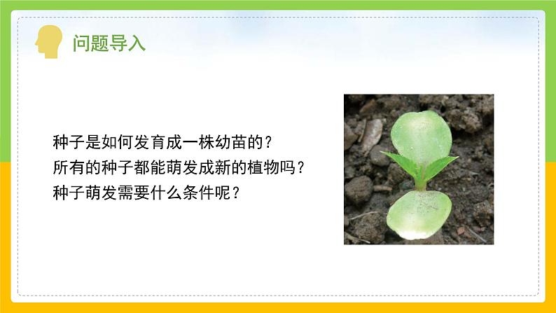 教科版科学四下 1.2 《种植凤仙花》课件第4页