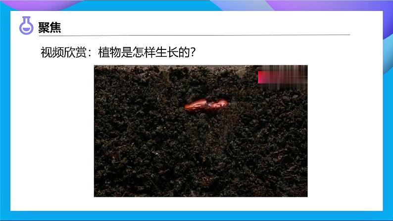 【备课无忧】教科版四下-1.1 种子里孕育着新生命（课件）第6页