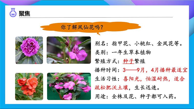 【备课无忧】教科版四下-1.2 种植凤仙花（课件）第5页