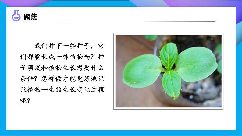 【备课无忧】教科版四下-1.2 种植凤仙花（课件）第6页