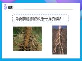 【备课无忧】教科版科学四下-1.3 种子长出了根（课件+教案+习题）