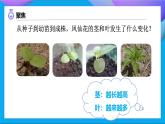 【備課無憂】教科版科學四下-1.4 莖和葉（課件+教案+習題）