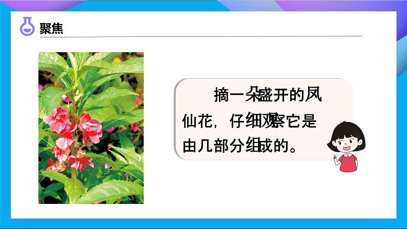 【备课无忧】教科版科学四下-1.5  凤仙花开花了（课件）第6页