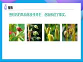 【备课无忧】教科版科学四下-1.6  果实和种子（课件+教案+习题）