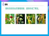 【备课无忧】教科版科学四下-1.6  果实和种子（课件+教案+习题）