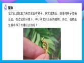 【备课无忧】教科版科学四下-1.7  种子的传播（课件+教案+习题）