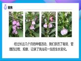 【备课无忧】教科版科学四下-1.8  凤仙花的一生（课件+教案+习题）