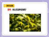 【核心素養(yǎng)】冀人版科學六年級下冊 3.8生物的啟示 同步課件+同步教案+同步練習