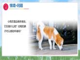 9《动物的鼻子》（课件）2024-2025学年科学一年级下册（青岛版2024）