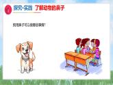 9《动物的鼻子》（课件）2024-2025学年科学一年级下册（青岛版2024）