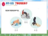 9《动物的鼻子》（课件）2024-2025学年科学一年级下册（青岛版2024）