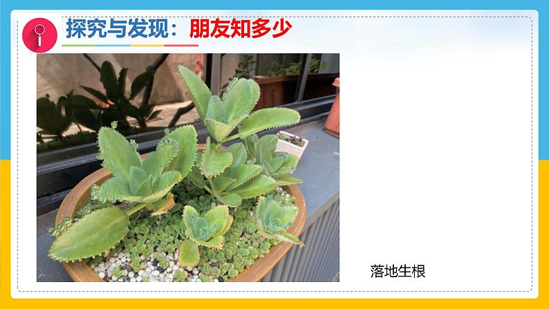 1《认识植物》（课件）科学一年级下册（冀人版2025春）第7页