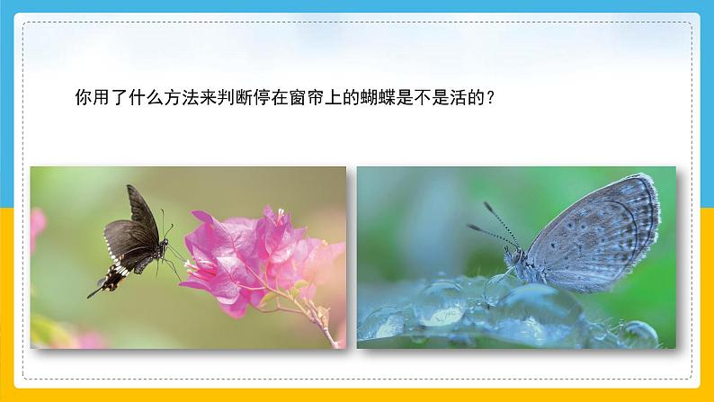 3《比较植物和动物》（课件）科学一年级下册（冀人版2025春）第7页