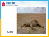 11《和谐共生》（课件）科学一年级下册（冀人版2025春）