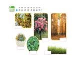 小學科學新蘇教版一年級下冊第4單元第11課《多姿多彩的植物》教學課件（2025春版）