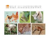 小學(xué)科學(xué)新蘇教版一年級下冊第4單元第12課《動物與植物》教學(xué)課件（2025春版）