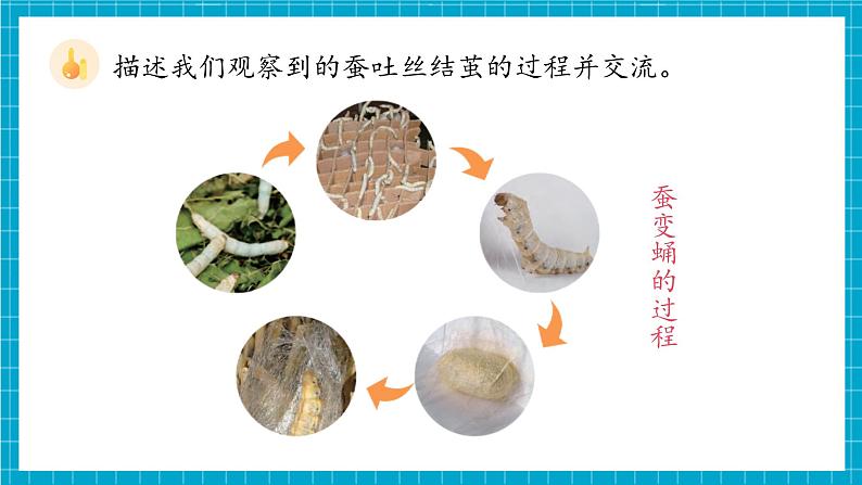 教科版科学三下 2.4 《蚕变了新模样》课件第6页