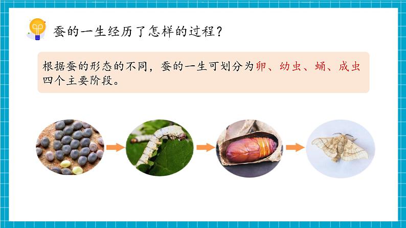 教科版科学三下 2.6 《蚕的一生》课件第8页